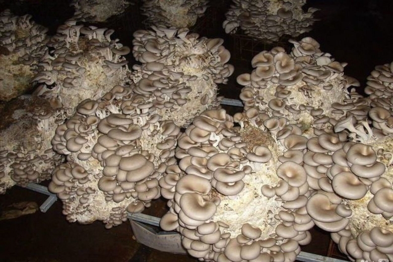 Мицелий вешенка обыкновенная