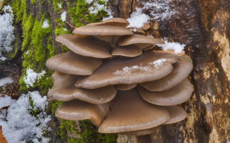 Вешенка лесная ложная