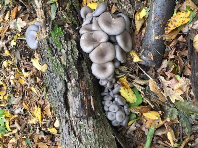 Гриб вешенка устричная