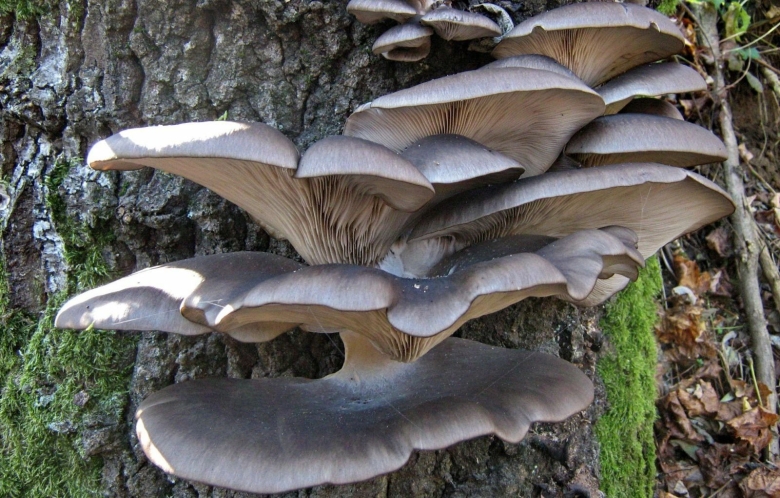 Вешенка обыкновенная (pleurotus ostreatus)