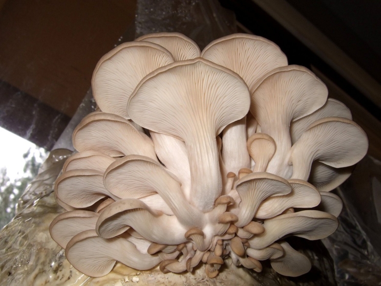 Pleurotus ostreatus