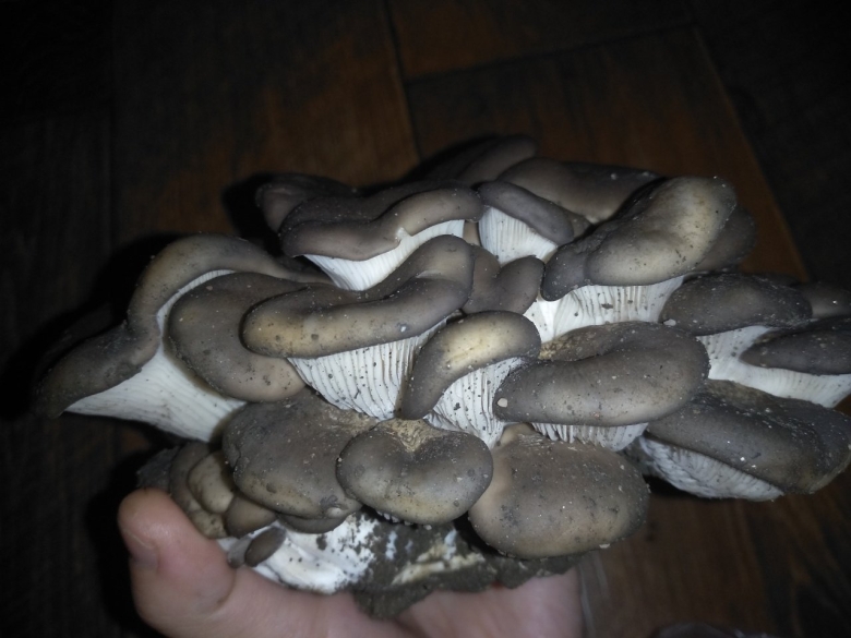 Вешенки грибы ядовитые