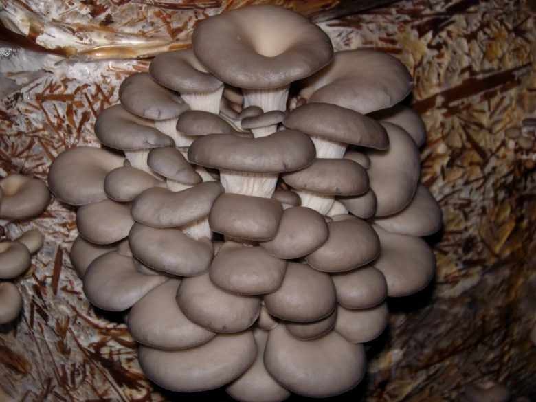 Вёшенка обыкновенная гриб