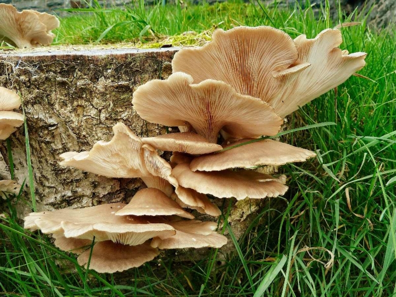 Вёшенка обыкновенная съедобные грибы