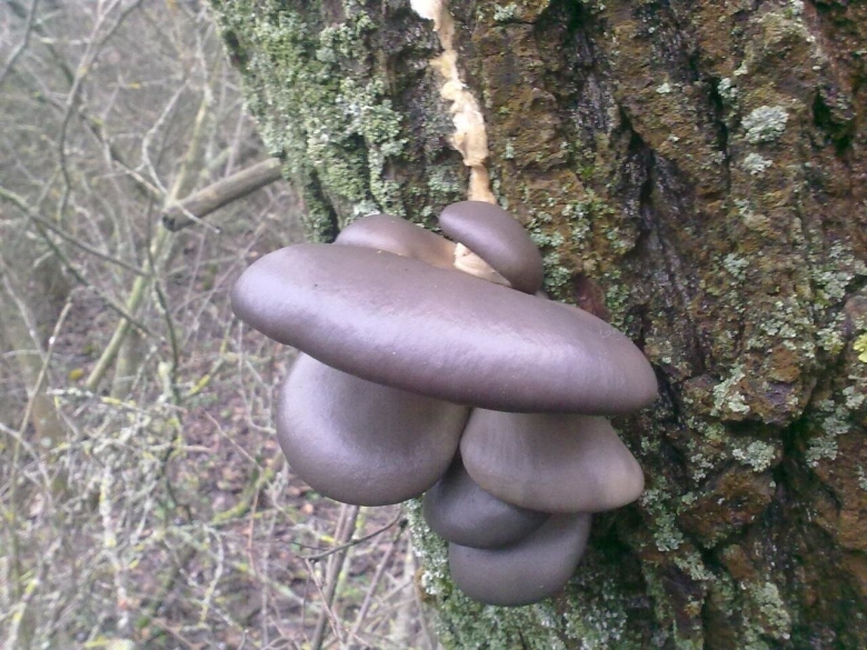 Вешенка черный принц