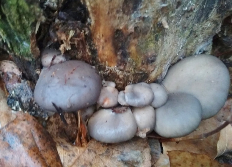 Вешенка гриб двойники ядовитые