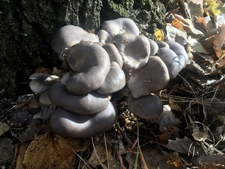 Гриб вешенка