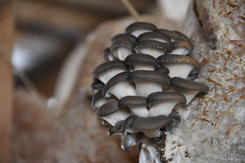 Мицелий вешенка обыкновенная