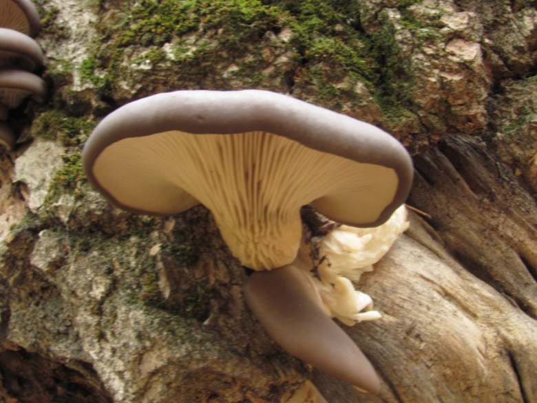 Вёшенка рожковидная