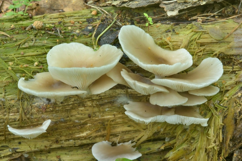 Вёшенка обыкновенная съедобные грибы