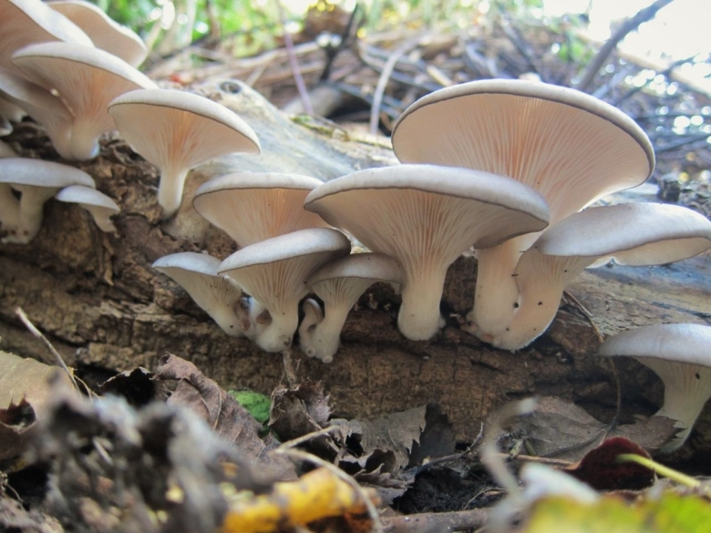 Вёшенка обыкновенная гриб