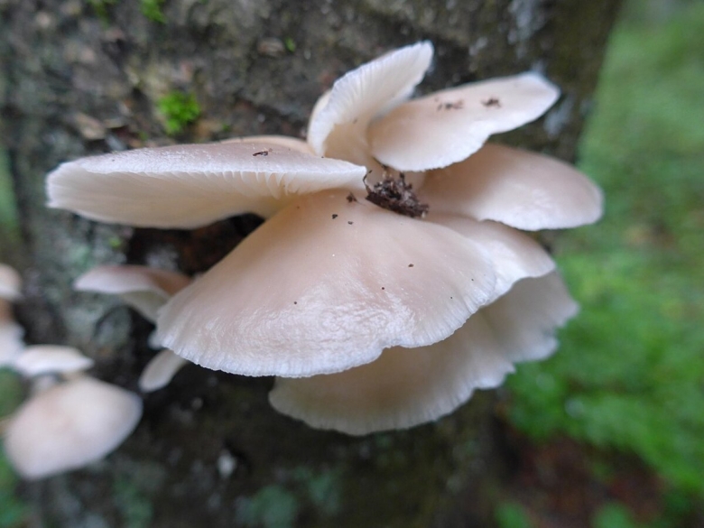 Вёшенка лёгочная Pleurotus pulmonarius