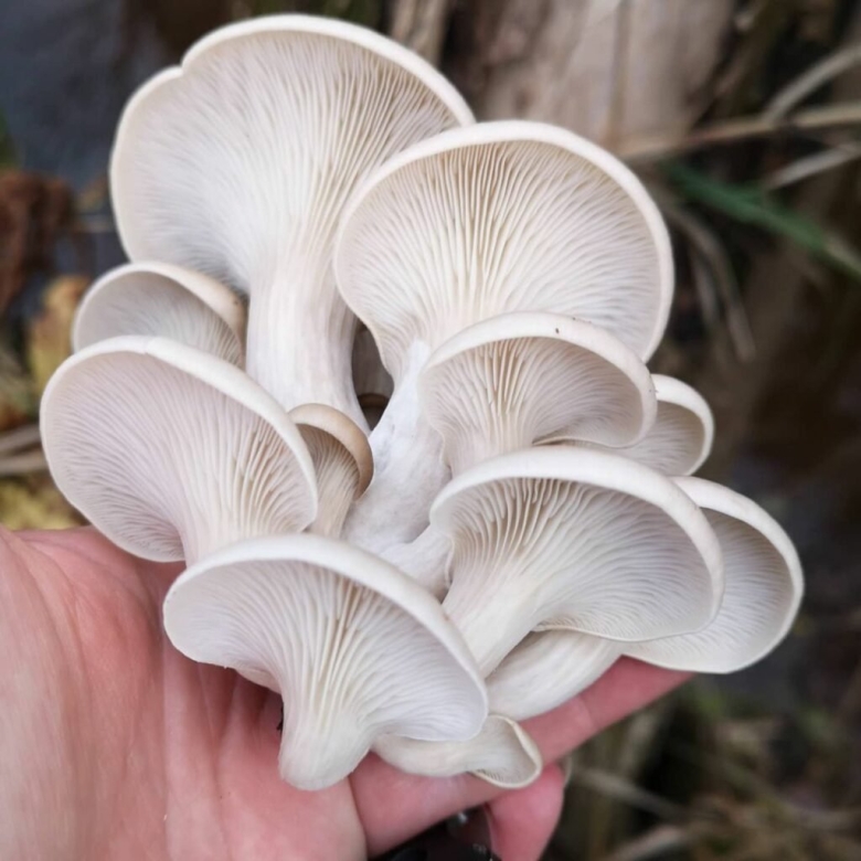 Вёшенка обыкновенная