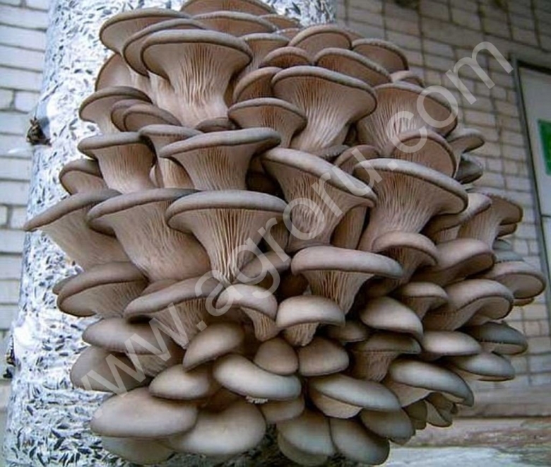 Гриб вешенка