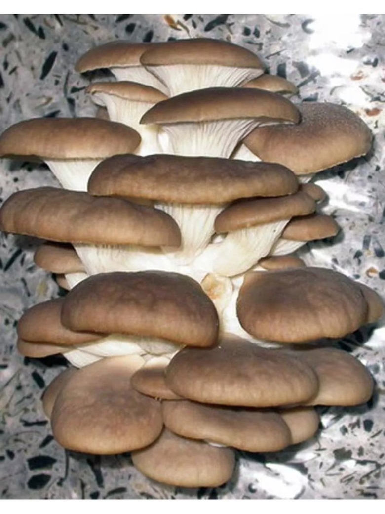 Грибы вешенки