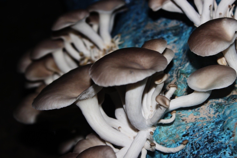 Гриб вёшенка