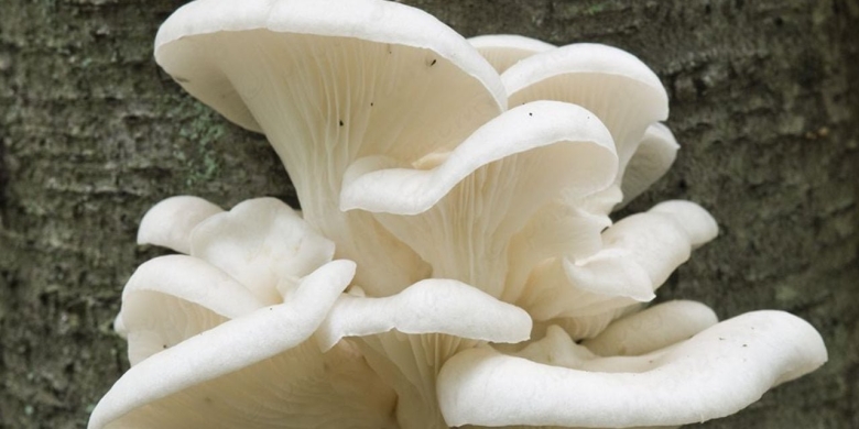 Вешенка легочная pleurotus pulmonarius
