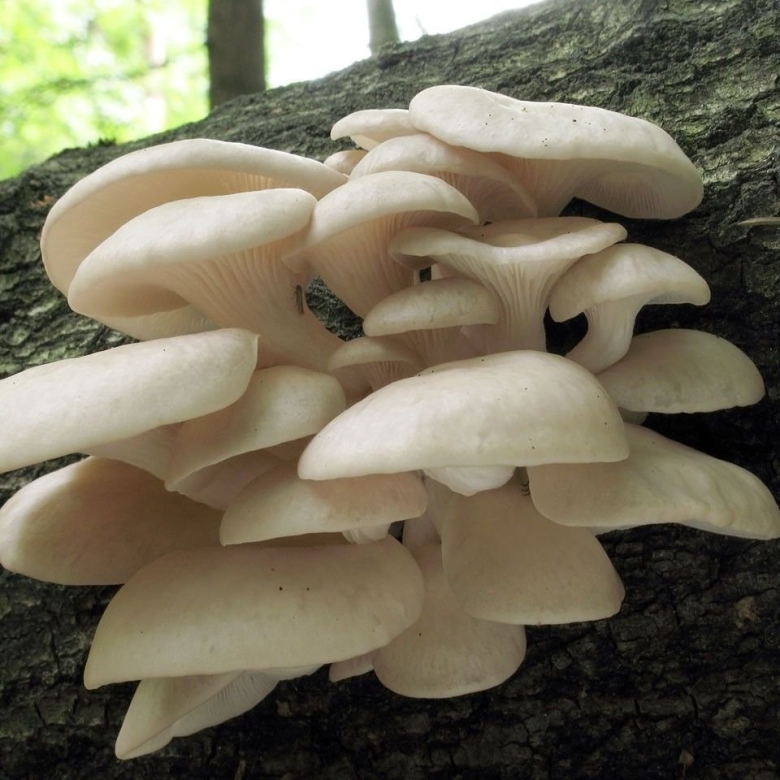 Грибы мицелий вешенка индийская