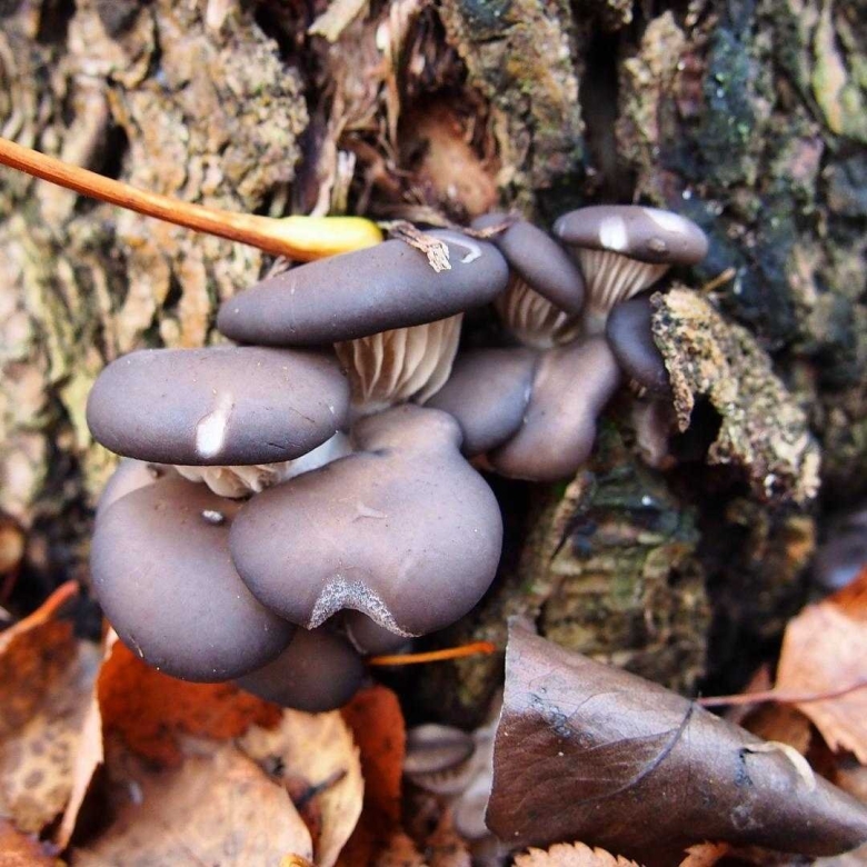 Вёшенка обыкновенная грибы