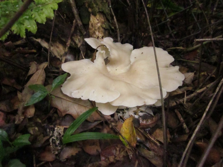 Несъедобные грибы вешенка