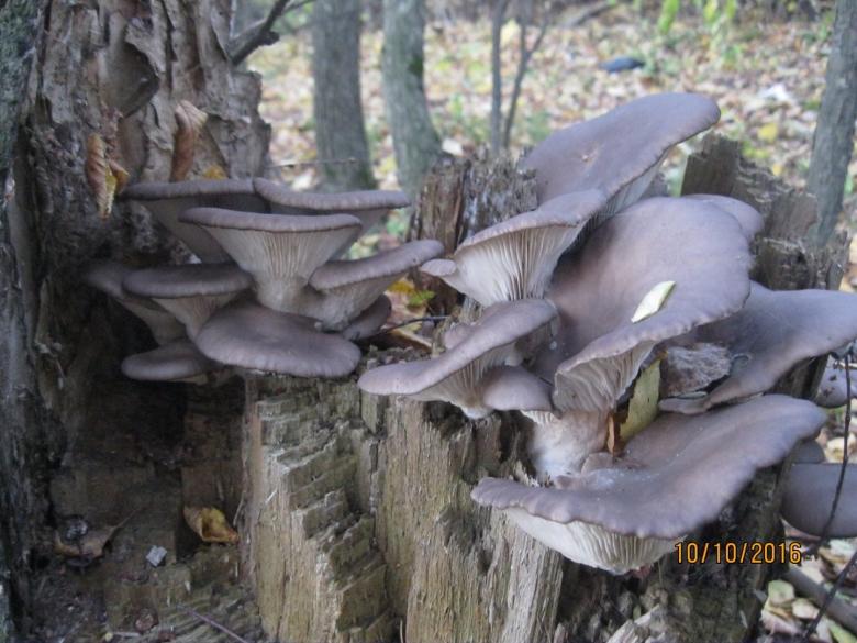 Вешенки Лесные