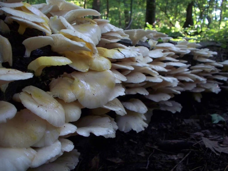 Гриб вешенка устричная