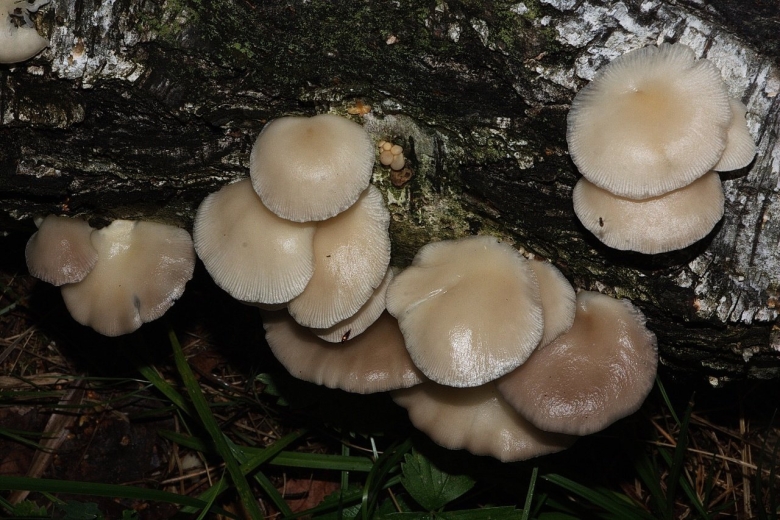 Pleurotus pulmonarius