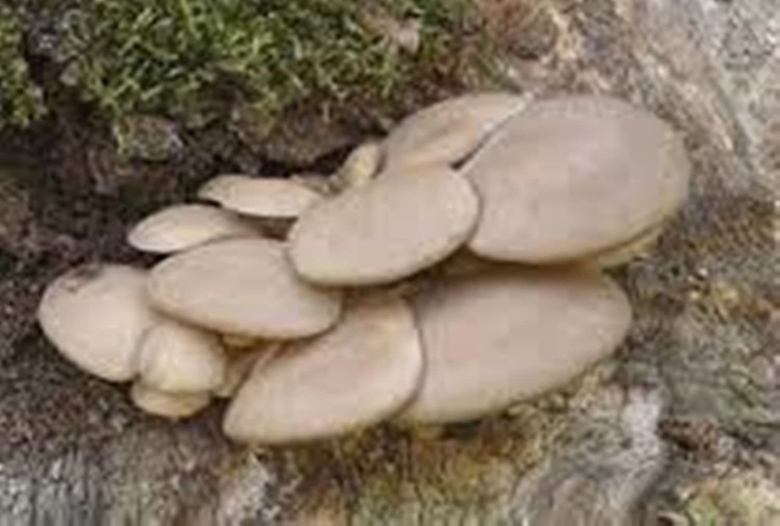 Вешенка осенняя - pleurotus salignus