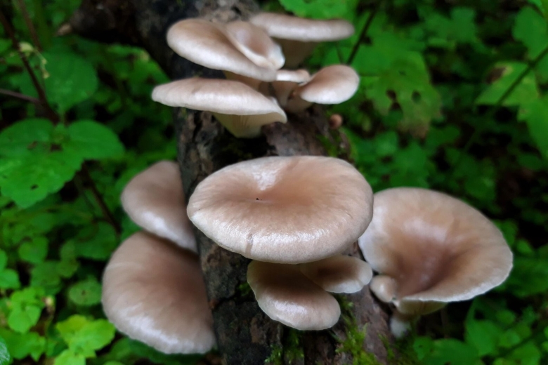 Ложносвинуха рядовковидная