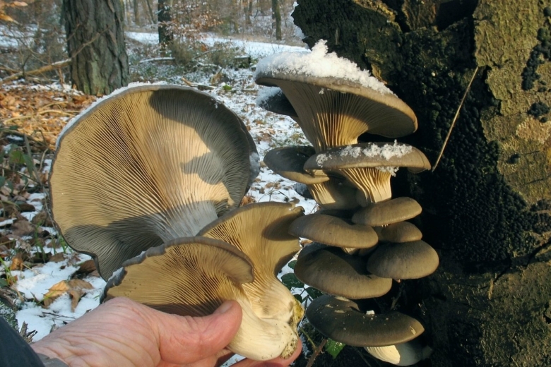 Вёшенка обыкновенная съедобные грибы