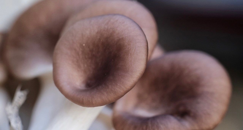 Вёшенка обыкновенная