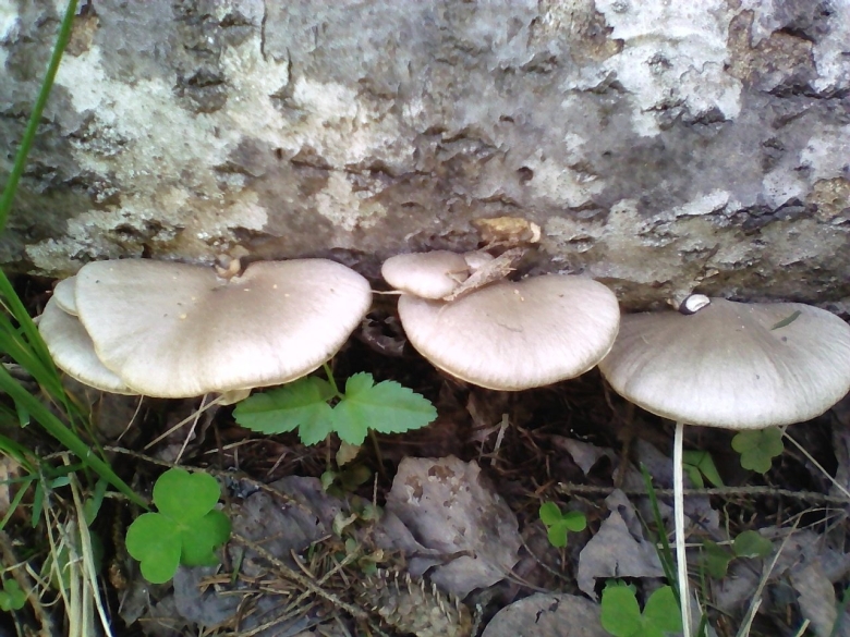 Вешенка устричная (pleurotus ostreatus)