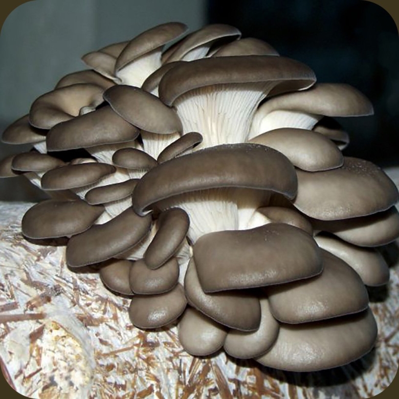 Грибы вёшенки