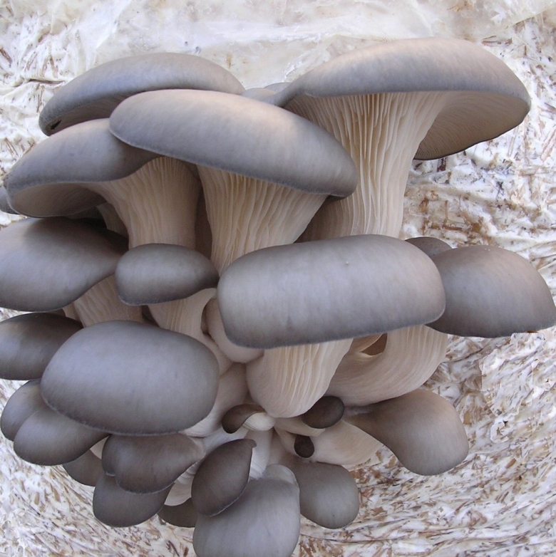 Вешенка обыкновенная (12шт.)