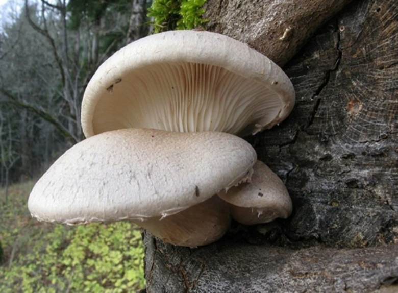 Вешенка дубовая Pleurotus dryinus