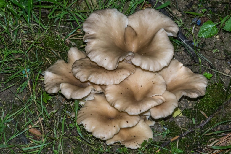 Гриб вешенка рожковидная