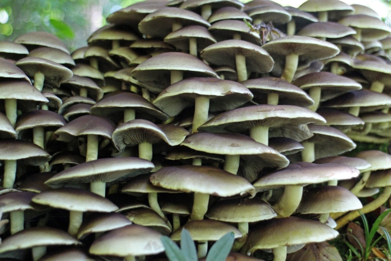 Лесная вешенка гриб