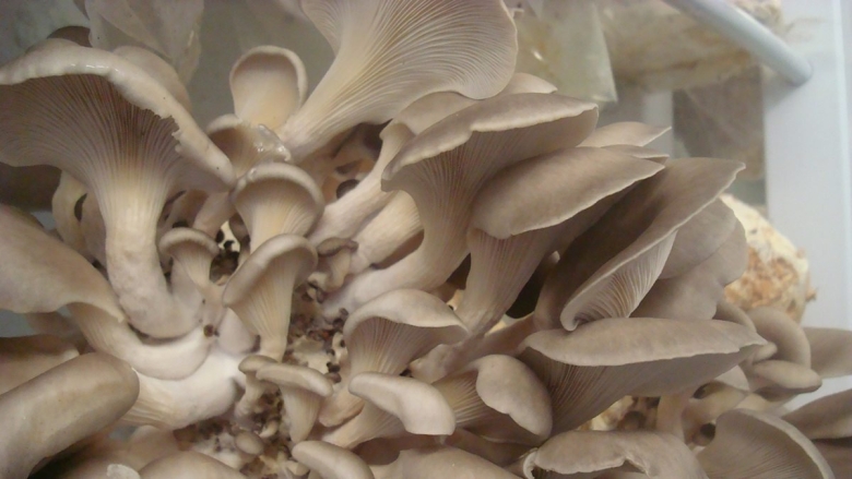 Выращивание грибов в домашних условиях