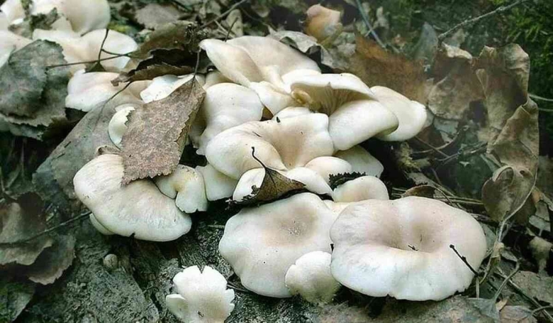 Вешенка рожковидная Лесная