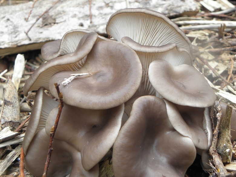 Вёшенка устричная pleurotus ostreatus