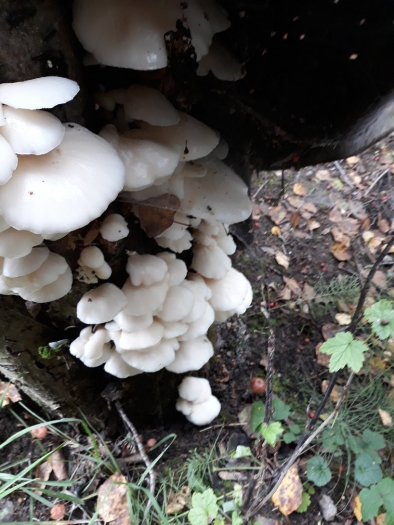 Гриб легочная вешенка