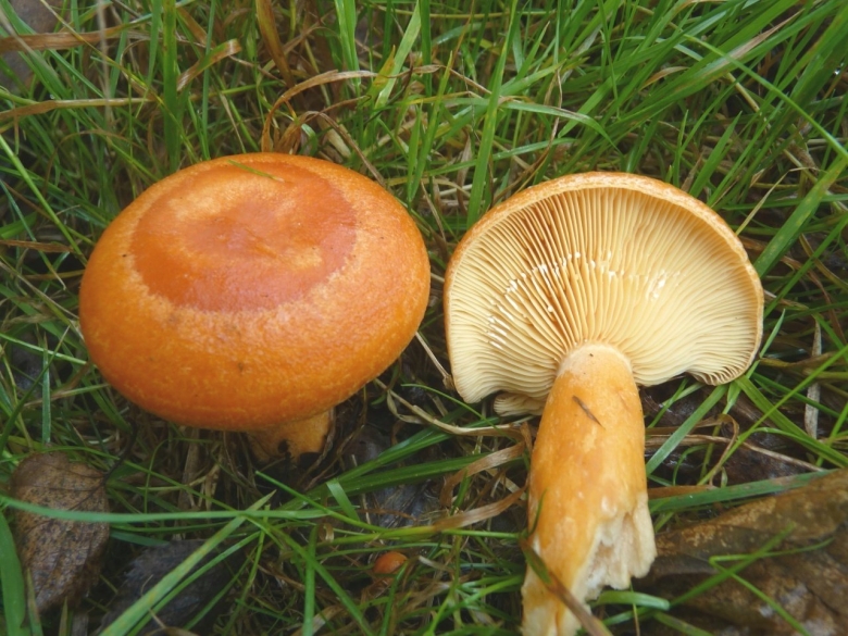 Млечник подорешник