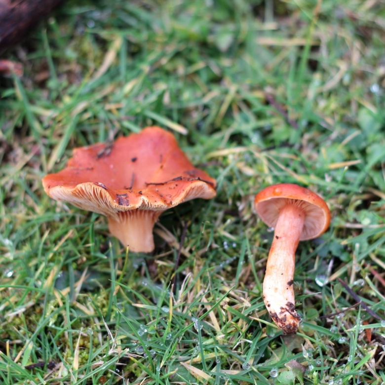 Сопливые грибы названия