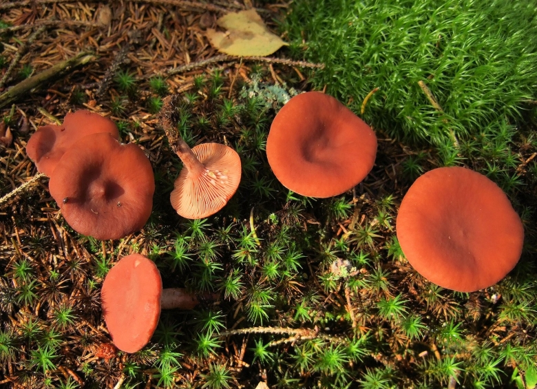 Млечник неедкий оранжевый