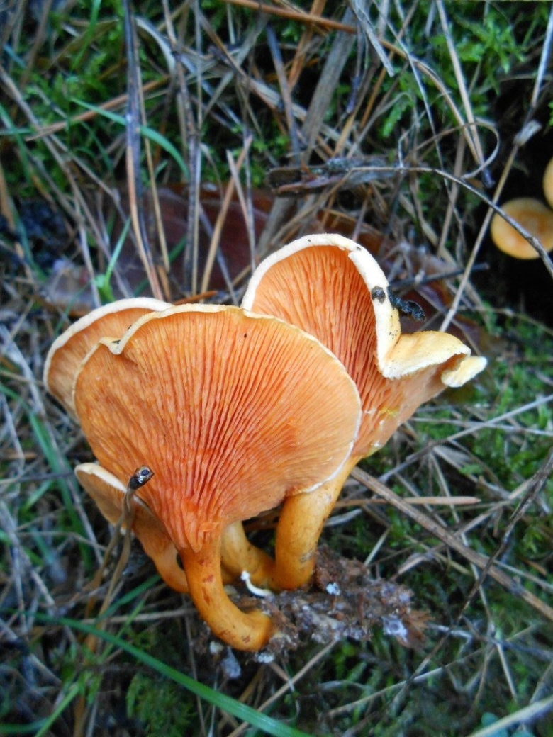 Лисичка ложная Hygrophoropsis aurantiaca