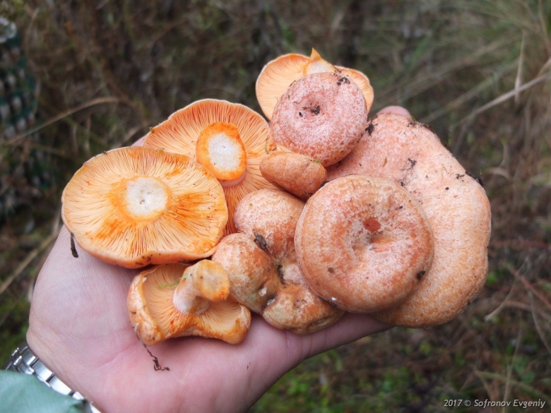 Рыжики пораженные гипомицесом
