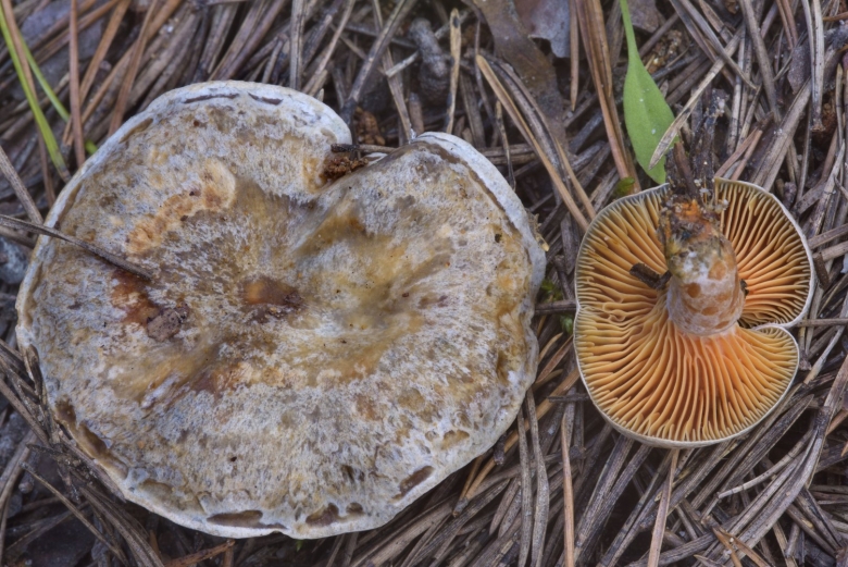 Рыжик сосновый боровой lactarius deliciosus