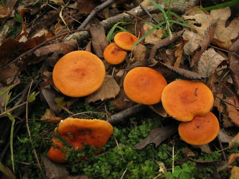 Млечник неедкий оранжевый