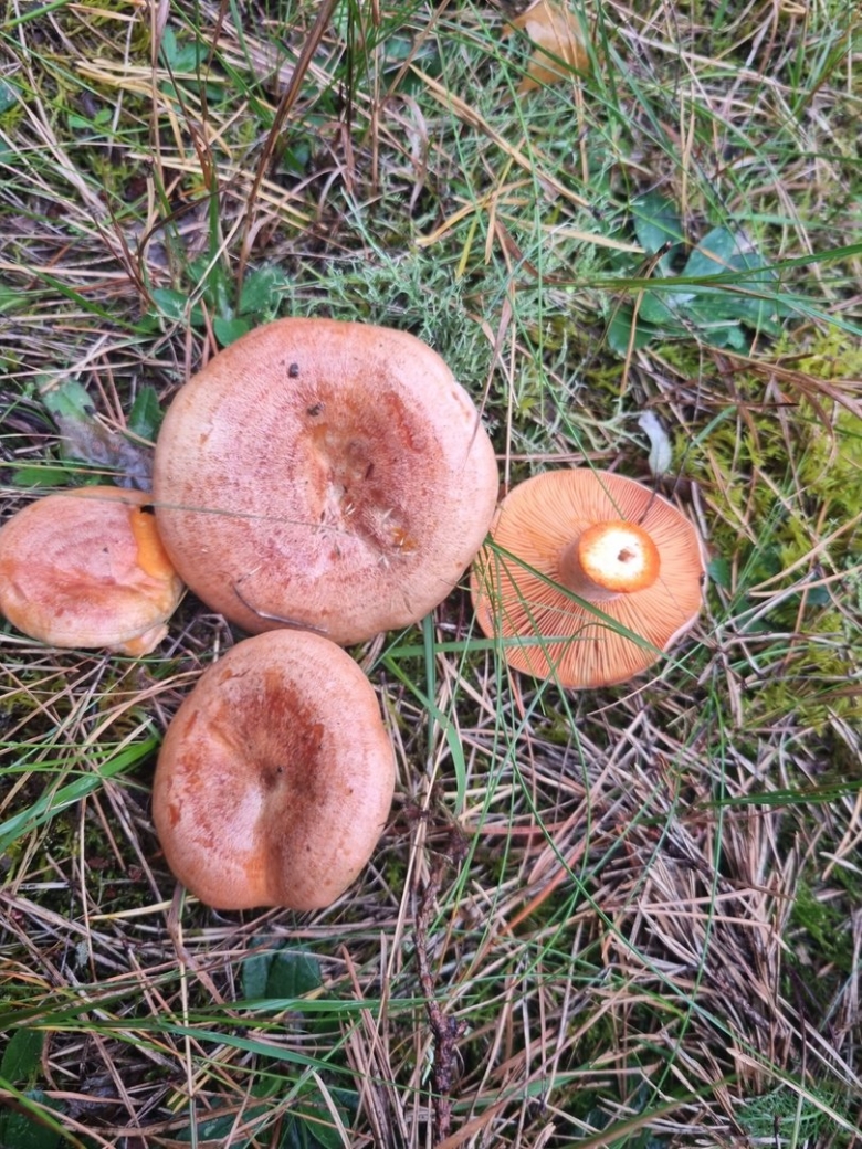 Рыжик сосновый боровой lactarius deliciosus
