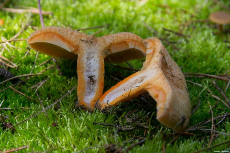 Гриб Рыжик Сосновый